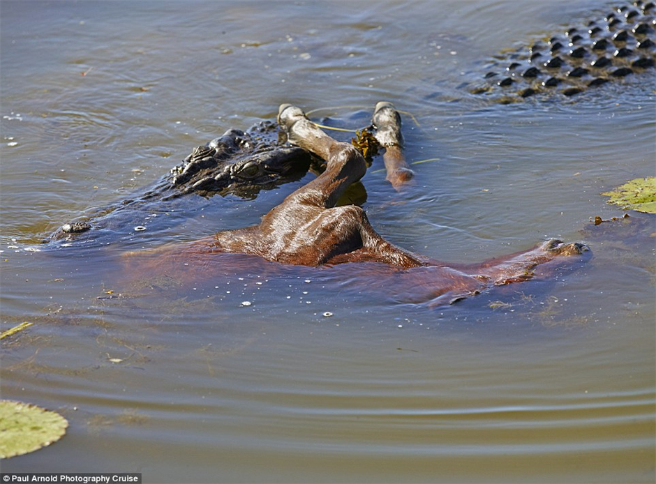 澳大利亚摄影师在澳卡卡杜国家公园拍到4.5米长鳄鱼吞下小马驹过程