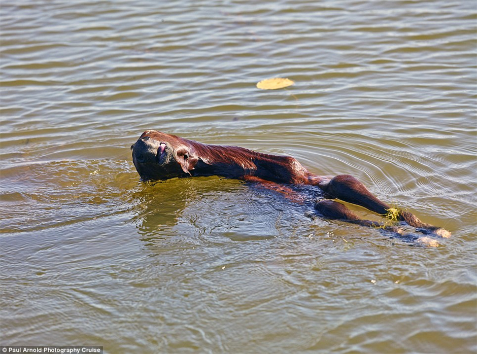澳大利亚摄影师在澳卡卡杜国家公园拍到4.5米长鳄鱼吞下小马驹过程