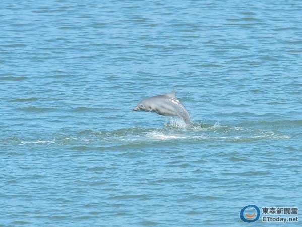 台湾金门外海出现3只中华白海豚