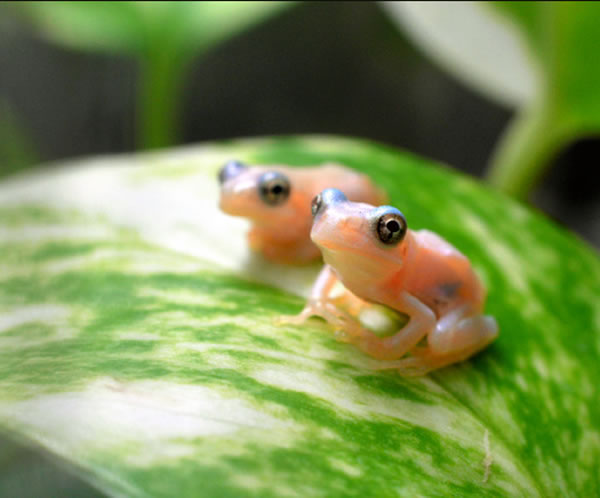 日本鸟羽水族馆展出的半透明青蛙