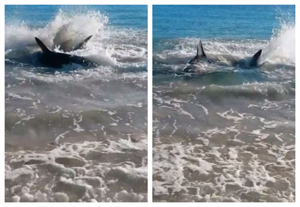 一名目击者称当时的情景让人感到惊奇,那条大白鲨靠近海岸后,来来回回折腾了2个小时。