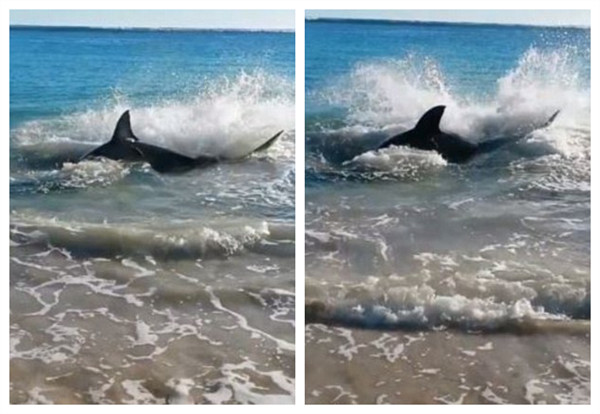 一名目击者称当时的情景让人感到惊奇,那条大白鲨靠近海岸后,来来回回折腾了2个小时。