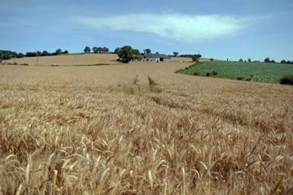 麦田(INRA/Gérard Paillard)