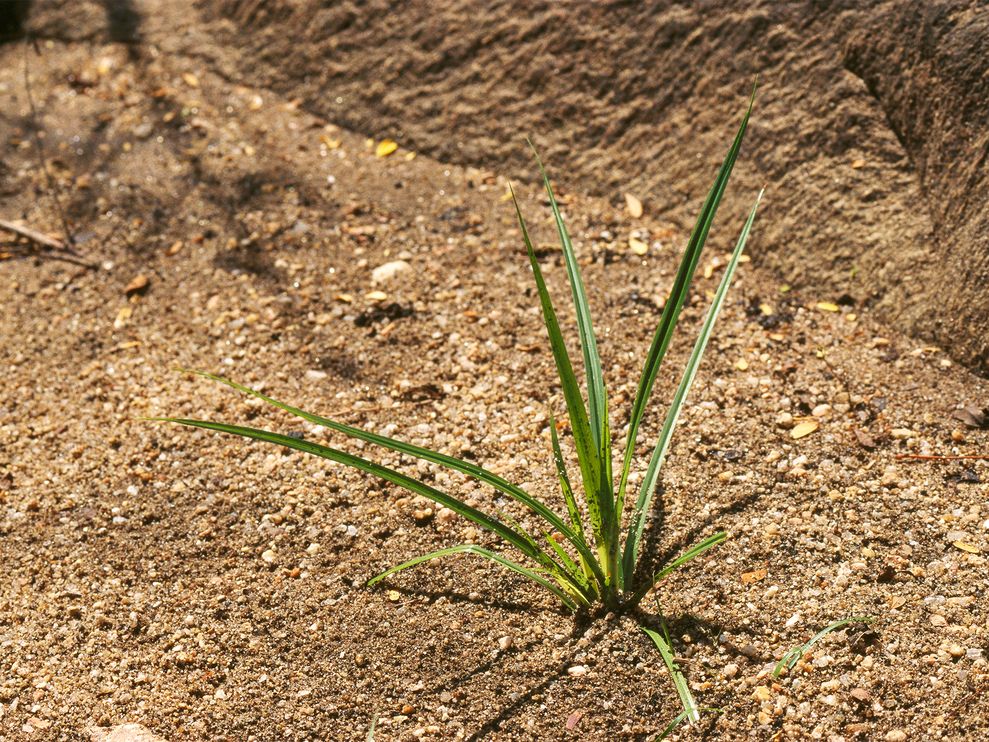 香附子的萃取物能够抑制最常造成牙齿衰败的细菌滋生。摄影: Dinodia Photos, Alamy