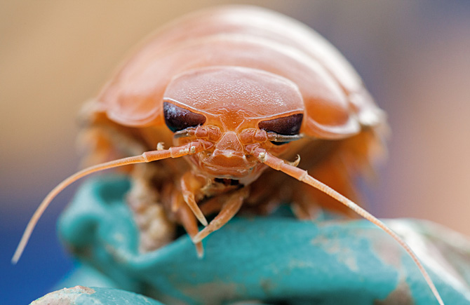 ���Ǵ���ս�ߺ�Ԩ��������ͷ����2���΢����ɼ����Ķ������һЩ�����ද��ϣ���������ۺ���Ϻ�Ķ����ද�����������һ���������֡�