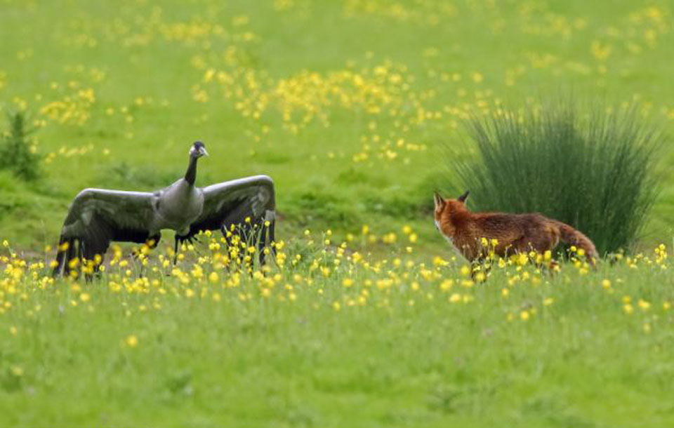 Ӣ��������Ϯ���׺� ���װ������