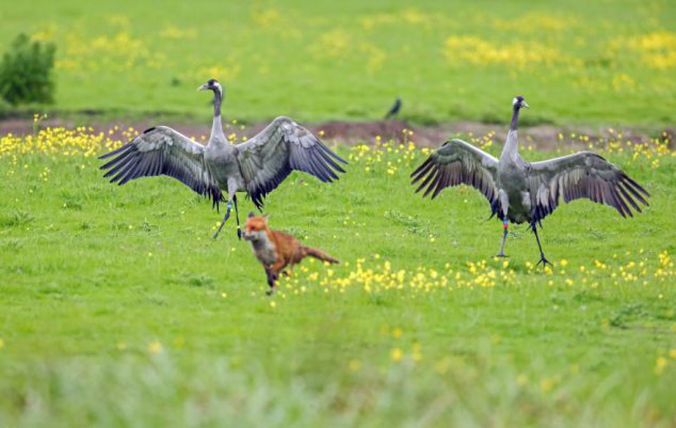 Ӣ��������Ϯ���׺� ���װ������