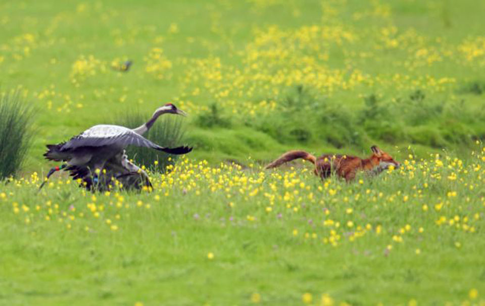 Ӣ��������Ϯ���׺� ���װ������