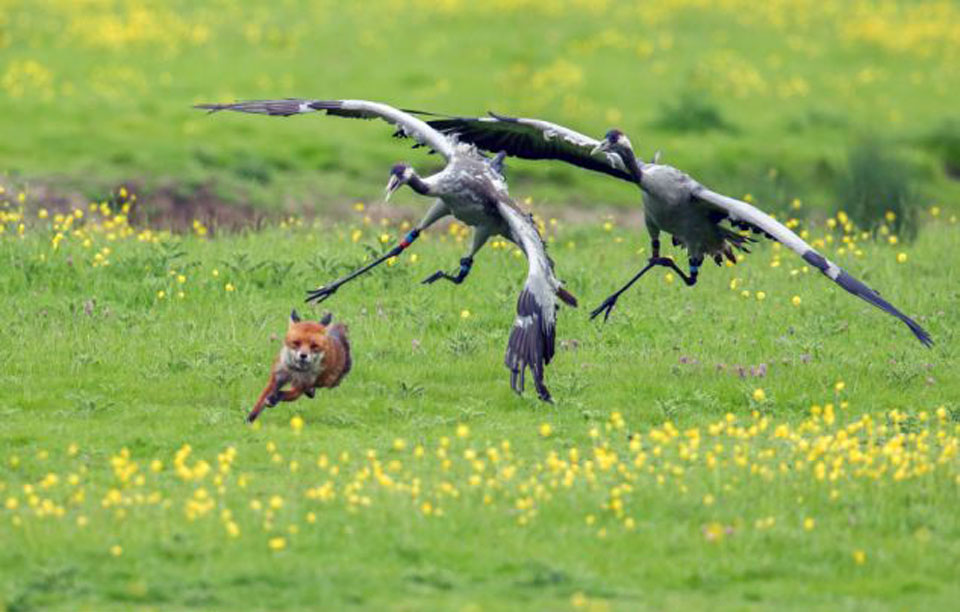 Ӣ��������Ϯ���׺� ���װ������