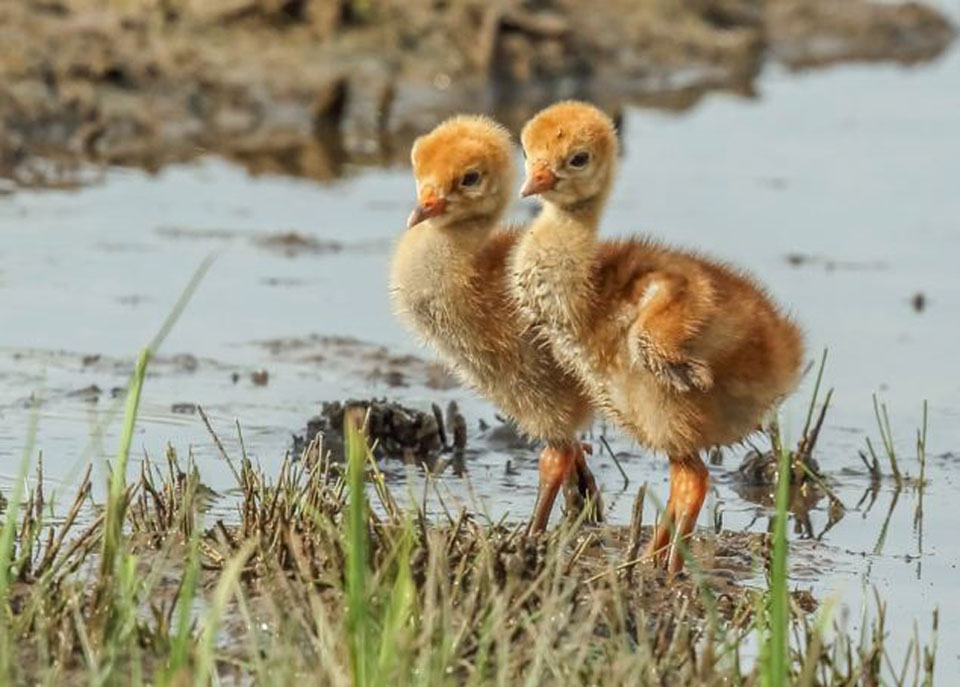 Ӣ��������Ϯ���׺� ���װ������