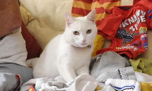 英国一只白猫咪有怪癖 老是从邻居家偷走衣物并带回家“献宝”