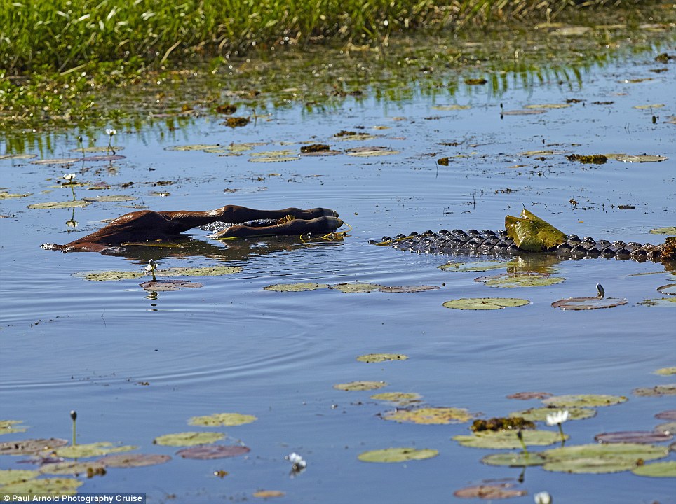 澳州卡卡杜国家公园鳄鱼吞幼马