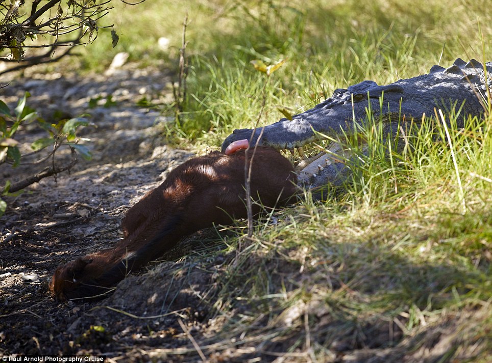 澳州卡卡杜国家公园鳄鱼吞幼马