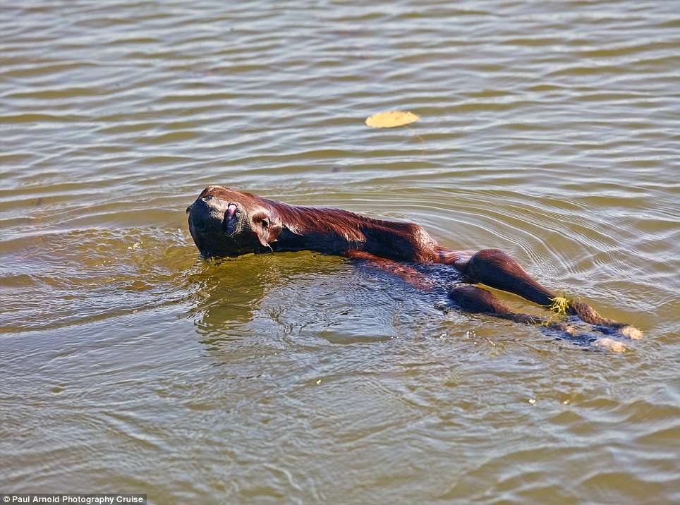澳州卡卡杜国家公园鳄鱼吞幼马