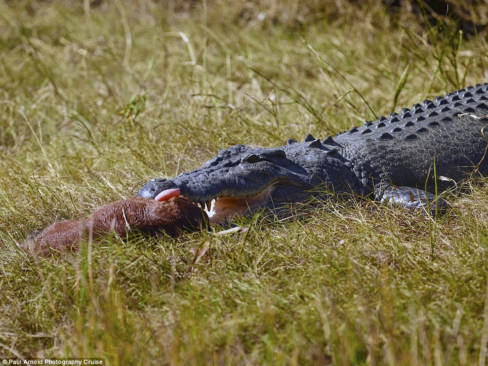 澳州卡卡杜国家公园鳄鱼吞幼马