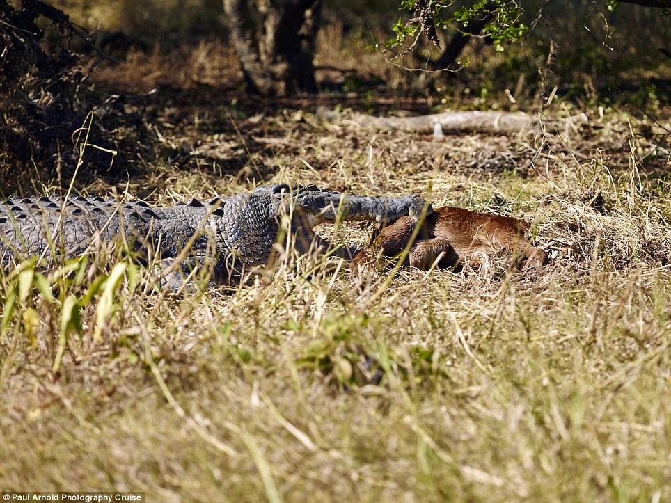 澳州卡卡杜国家公园鳄鱼吞幼马