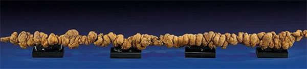 世界上最长的恐龙粪便化石将在美国洛杉矶拍卖