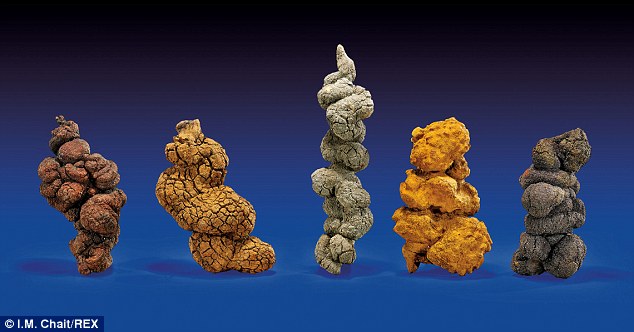 一同拍卖的中新世龟类粪便化石