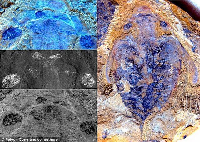 澄江化石群中的奇虾为节肢动物起源及其头部分节的演化研究提供证据