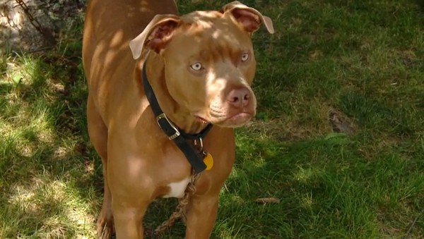 ����ӡ�ڰ����ݱ���Ȯ����ʧ��С��������