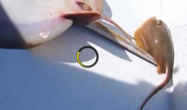 美国佛罗里达州男子钓到正在分娩的黄貂鱼并助其成功产下小鱼