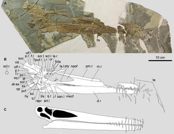 �޴󱱷�������Boreopterus giganticus�����ͱ걾��ͷ�Ǹ�ԭͼ����˳�˹�ͼ��