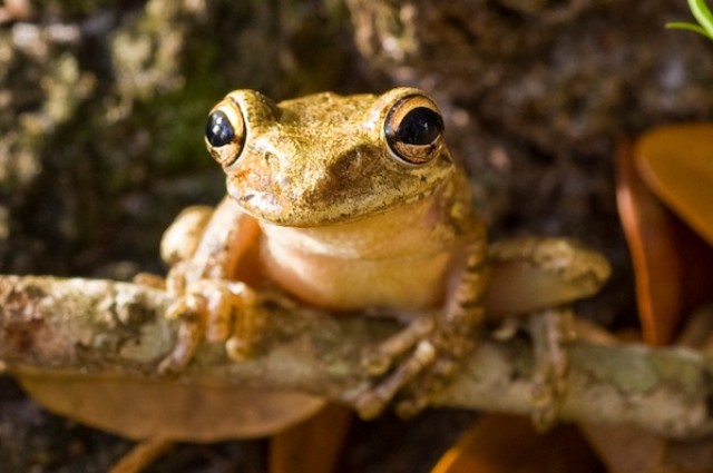 �Ű����ܿ��Ի�ö���������ĵֿ���