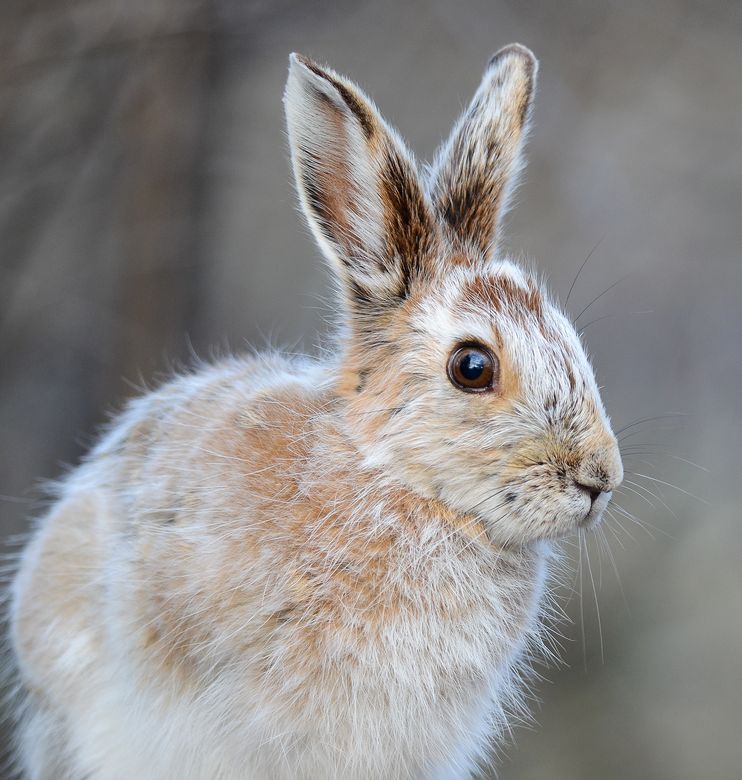 һֻѩЬҰ��չʾ������ĺ�ɫëƤ�� Photograph by Jeannine St-Amour, National Geographic Your Shot