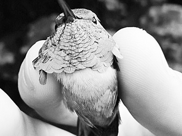 降雨量减少极有可能给鸟类造成最重要的影响