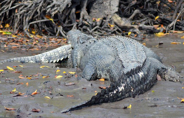 澳大利亚5米巨鳄吞食3米同类