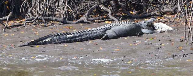 澳大利亚5米巨鳄吞食3米同类