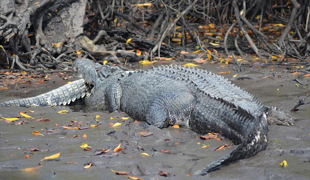 澳大利亚5米巨鳄吞食3米同类