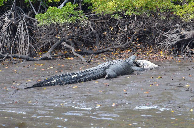 澳大利亚5米巨鳄吞食3米同类