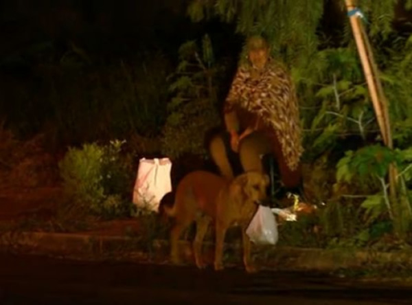 巴西流浪犬每晚走4公里为动物朋友觅食