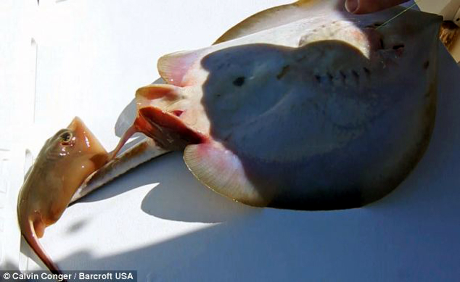 美国少年捞上正待分娩的黄貂鱼 为其接生后放生