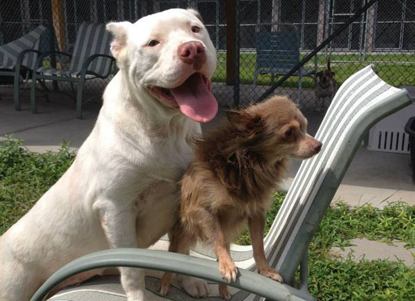 ����Ȯ���ݣ�Joanie��һ·�չ��۾����˵ļ�����ǡ�棨Chachi�����ˣ�ֱ������Ԯ��