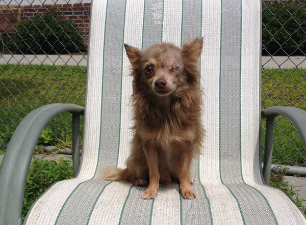 ǡ����Ϊ���������ƣ��Ѿ�ȷ��ʧȥһֻ�۾���