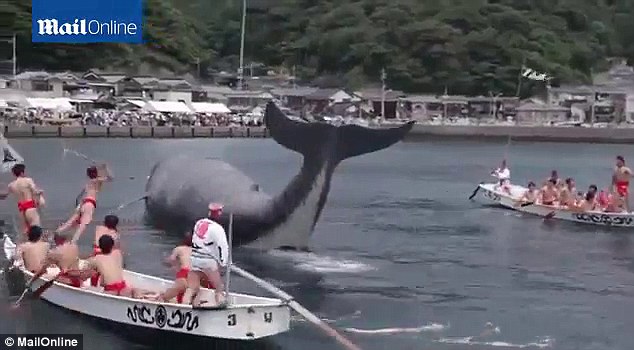 日本捕鲸节上演捕假鲸鱼大戏