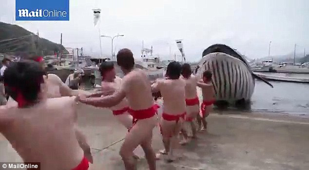 日本捕鲸节上演捕假鲸鱼大戏