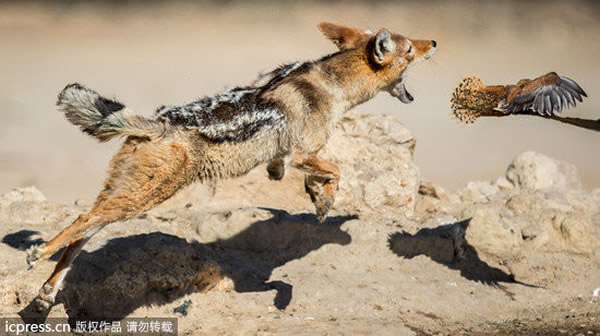 豺狼捕沙鸡笨手笨脚