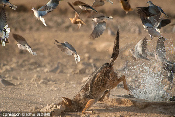 豺狼捕沙鸡笨手笨脚