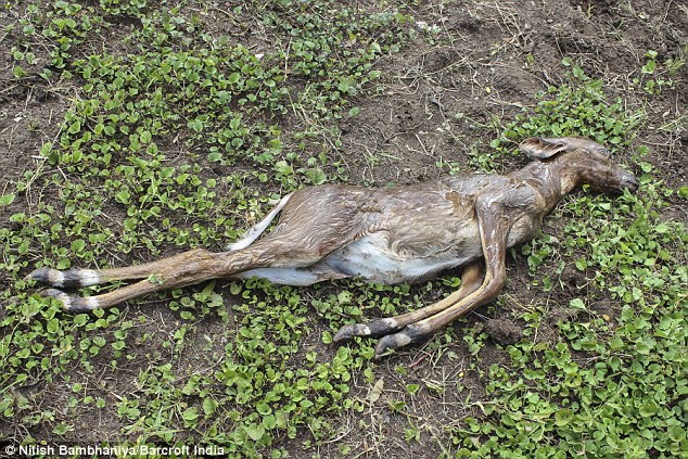 印度岩蟒吞羚羊 村民吓得想杀掉巨蟒