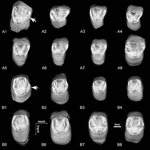 Ͻص㲽ϾԳǰʳEDJʳʽ棩̬ӱ湩ͼ