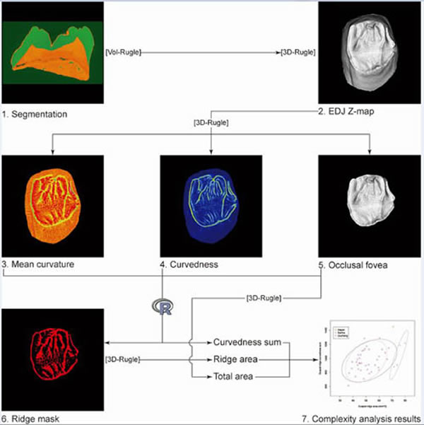 ϾԳǰʳݾ׽氼Ӷȷۣӱ湩ͼ