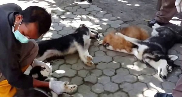 印尼巴厘岛大规模屠杀“非法”小狗引抗议