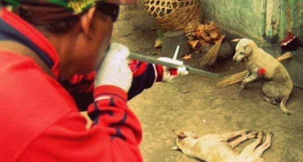 印尼巴厘岛大规模屠杀“非法”小狗引抗议