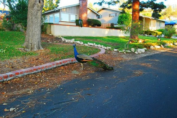 ������ɼ������˹����˹�뵺��������ׯ԰��ʮֻ��ȸ��ɱ