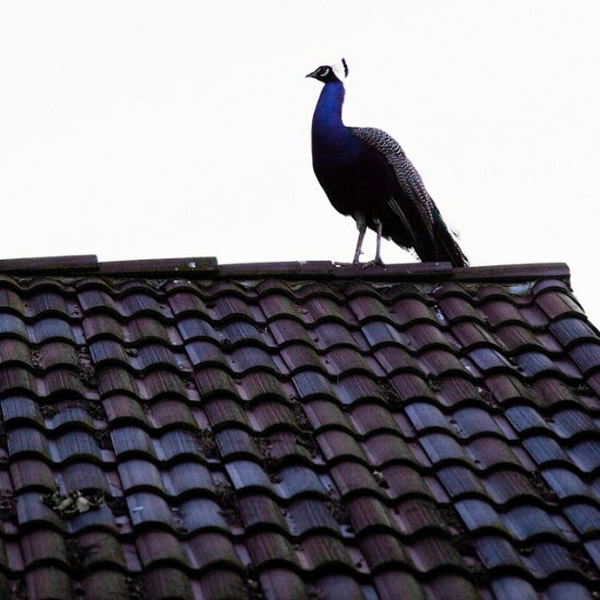 ������ɼ������˹����˹�뵺��������ׯ԰��ʮֻ��ȸ��ɱ