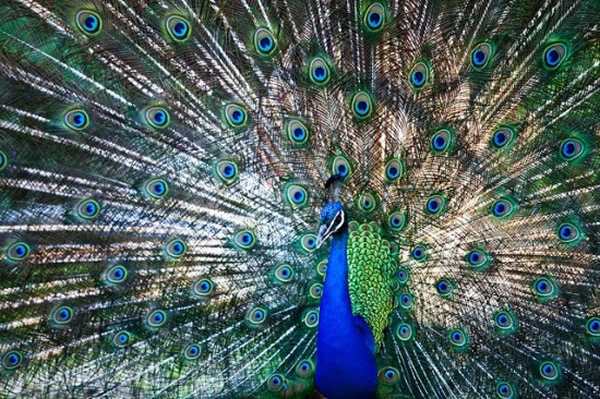 ������ɼ������˹����˹�뵺��������ׯ԰��ʮֻ��ȸ��ɱ