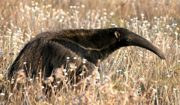 巴西巨型食蚁兽曾在两宗不同事件中杀死2名猎人